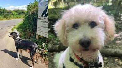 holly hedge animal sanctuary