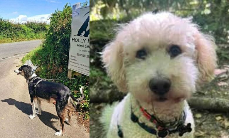 holly hedge animal sanctuary