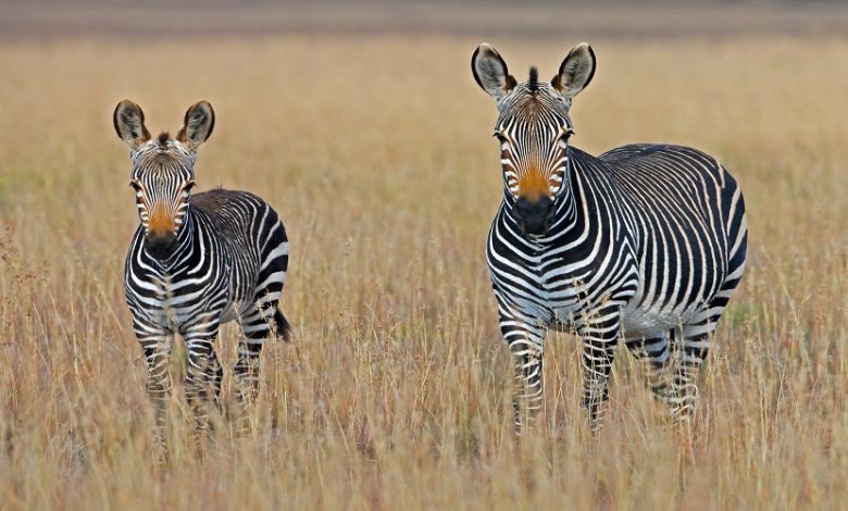 7 Top Rated Local Safari Tanzania Tour Operator Companies You Can Trust in 2026