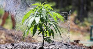 Best Cannabis Nutrients: 9 Top Picks for Reliable Growth and Bigger Yields