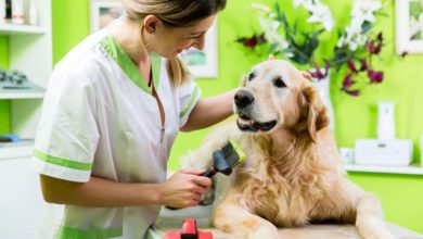 3 Major Signs Your Dog May Need Extra Coat Maintenance