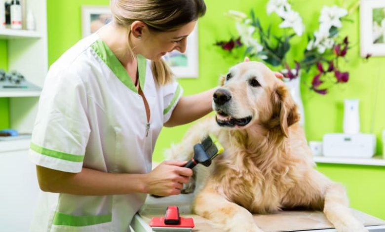 3 Major Signs Your Dog May Need Extra Coat Maintenance